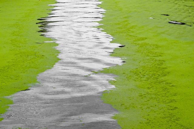 alger