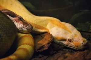 slanger